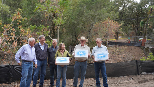 Sulphur Creek Fish Passage Restoration (Sept 2025)